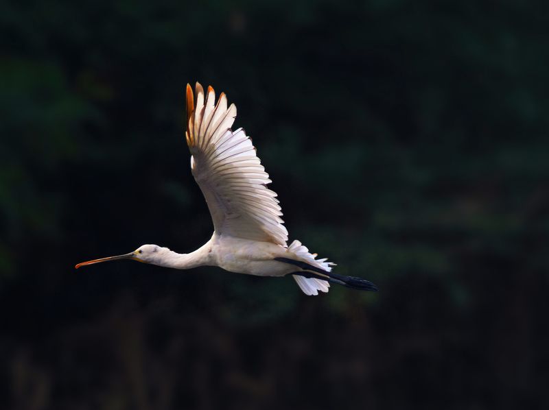 closeup, bird, birds, wild, wings, beauty, nature, swan, feather, spread, little sparrow,animal,animals,nikon,tailorbird,portraitm,eyes,eagle,kite,flying,sky,prey Eurasian spoonbillphoto preview