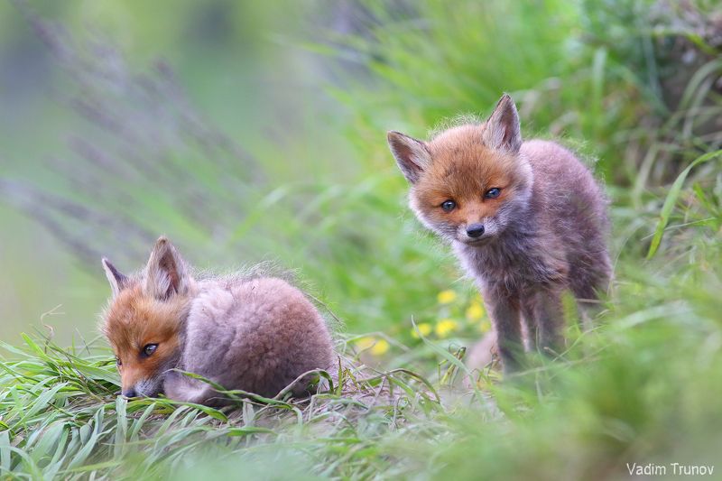 Fox cubsphoto preview