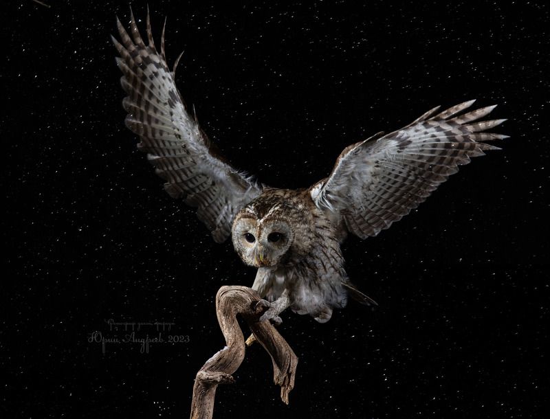 неясыть_серая, неясыть_обыкновенная, (лат. strix aluco), ночь, снег, Неясыть обыкновенная фото превью