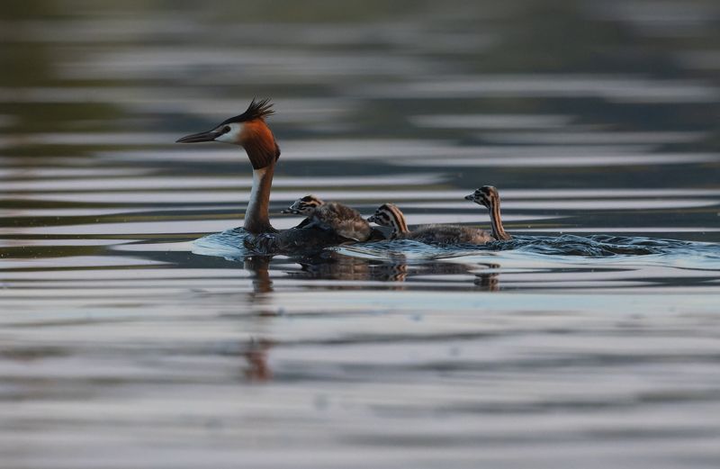птица, чомга, поганка, птенец, выводок, озеро, вода Покатушкиphoto preview