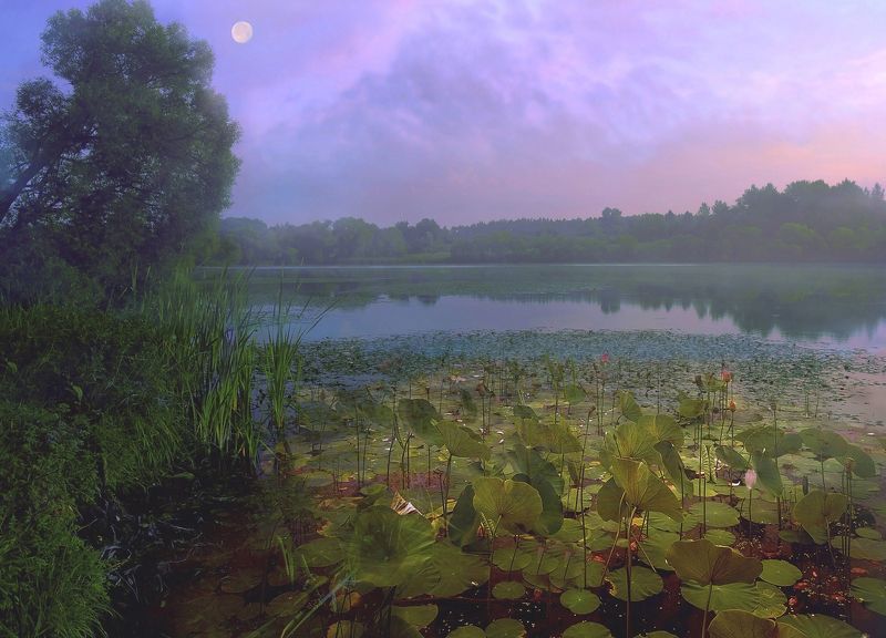 Озеро,река,расссвет,кувшинки,луна,вода,природа,пейзаж Тихая заводьphoto preview