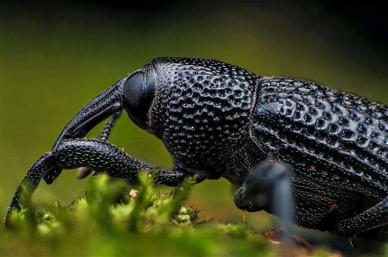macro, nature, insect, weevil Weevilphoto preview