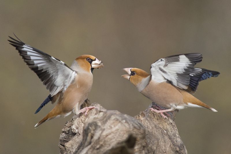 Дубоносыphoto preview