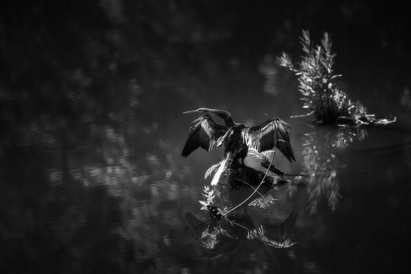 Oriental darterphoto preview