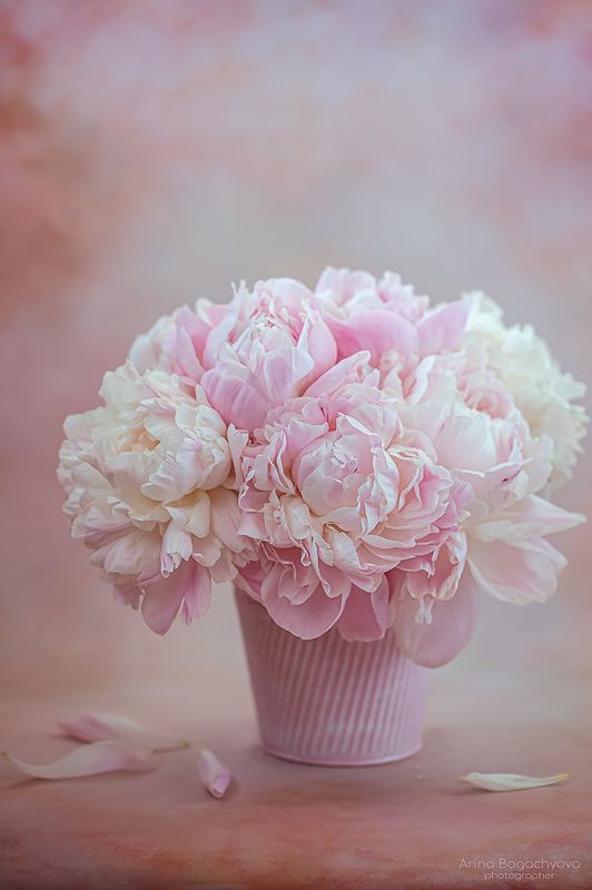 Paeonia фото превью