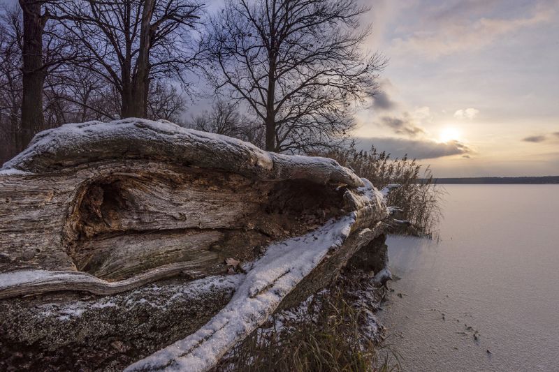озеро, лед, дерево На замерзшем берегуphoto preview