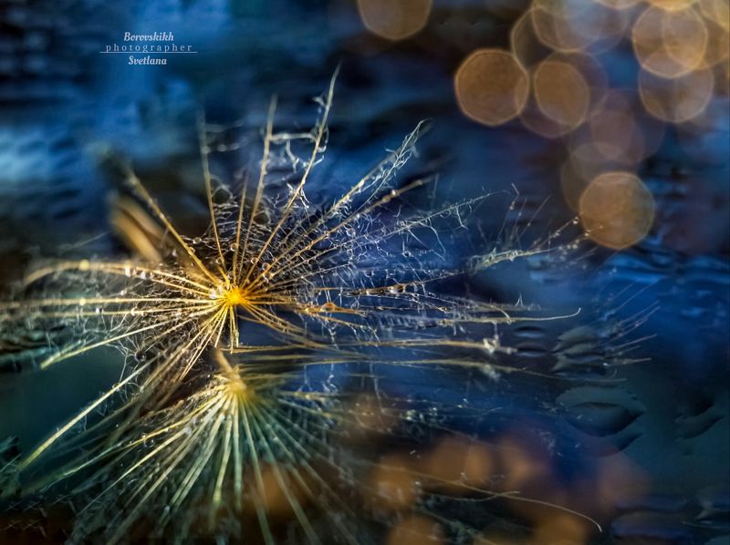 макро,  макро на телефон, macro, macro lens, пушинка, Пушинки, как снжинкиphoto preview