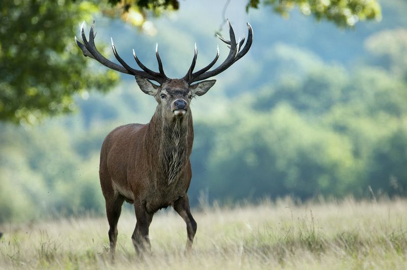 deer, mammals, animals, forest, nature, horns, Lord...photo preview