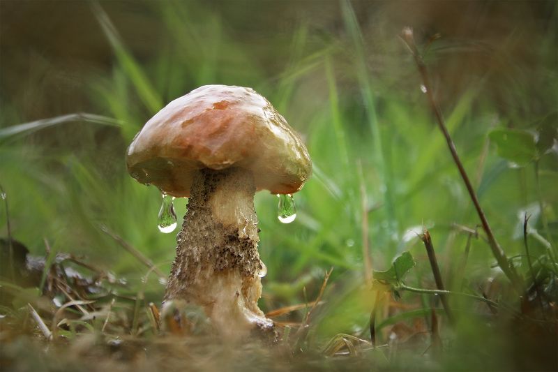 Каплиphoto preview