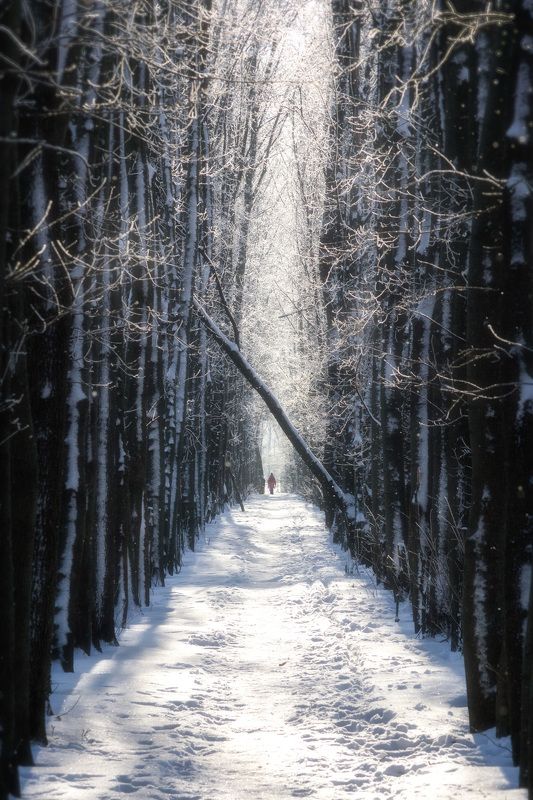 воронеж, прогулка, аллея, дубрава, зима, дорога Дорога, ведущая к светуphoto preview