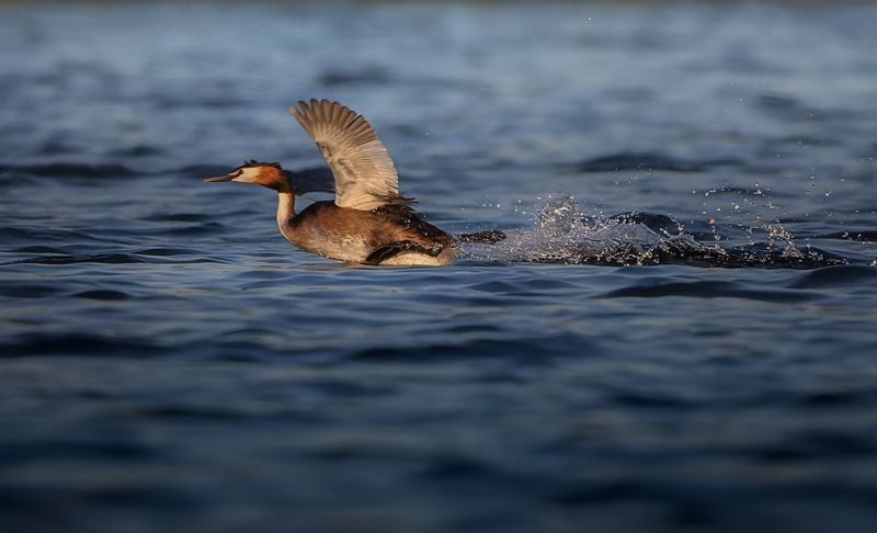 чомга, птица, вода, озеро, полет photo preview
