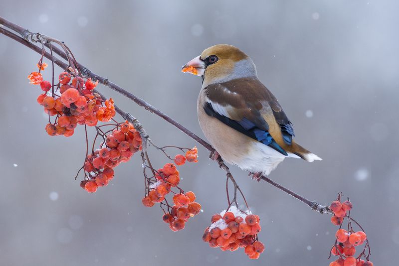 пасмурно,зима,рябина,дубонос,завтрак Яркий завтракphoto preview