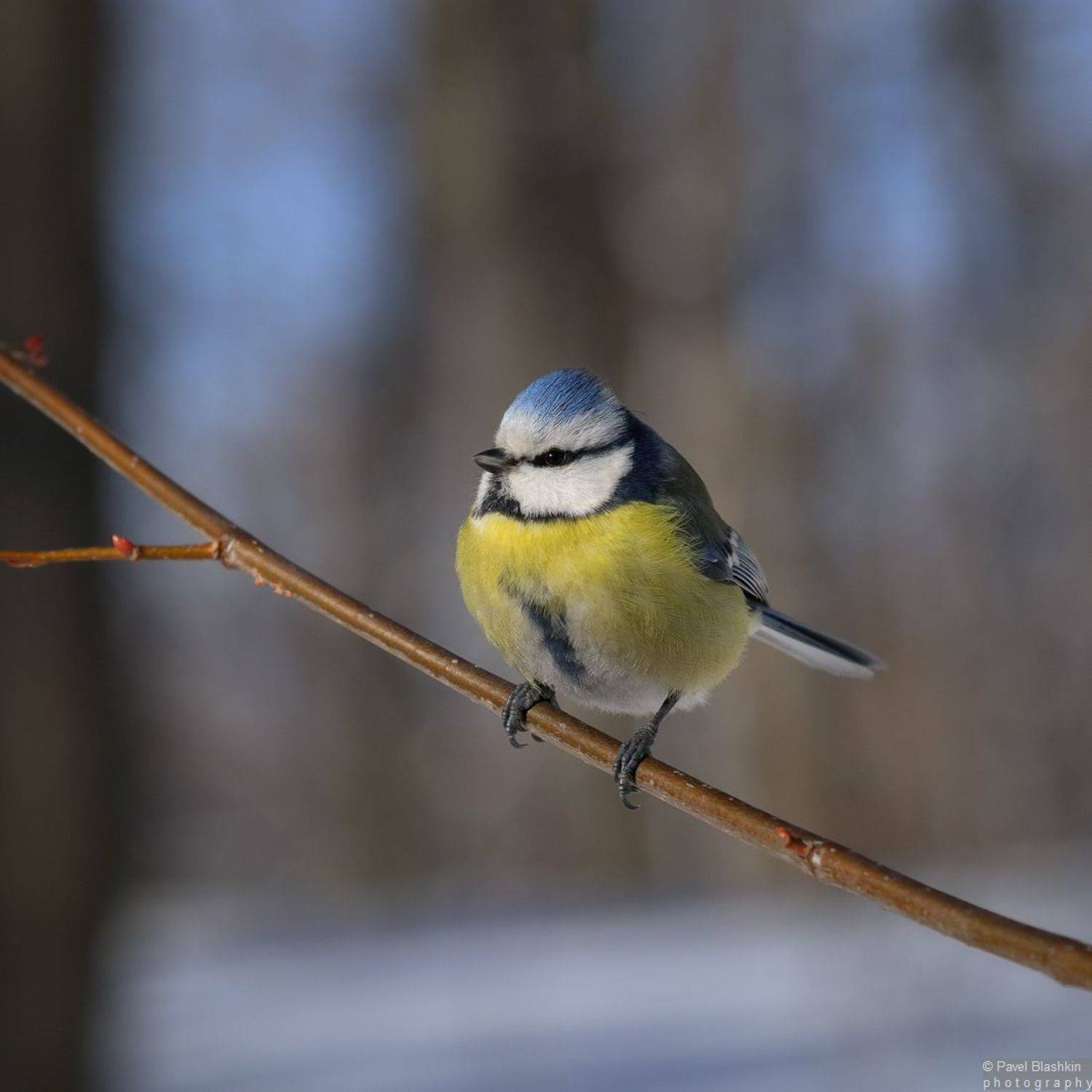 , Блашкин Павел