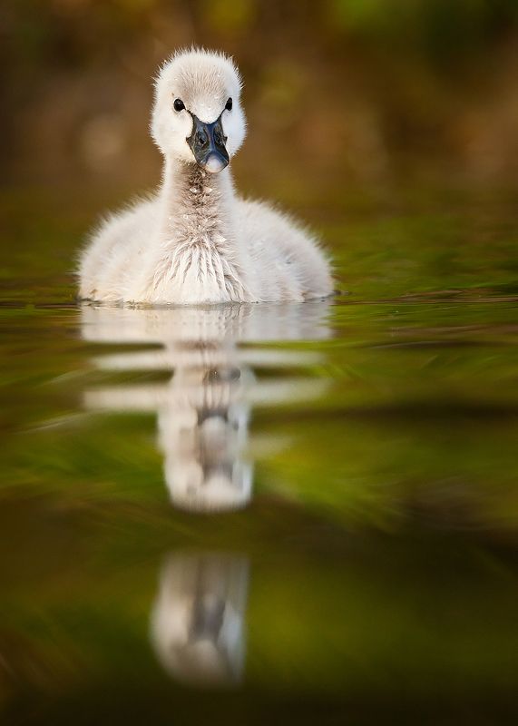 Black swanphoto preview