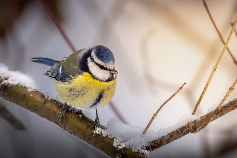 Лазоревкаphoto preview