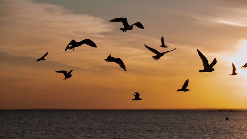 Привет, чайки!photo preview