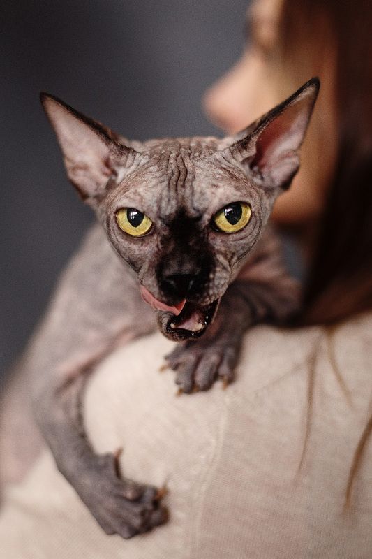 Эшли и Аринаphoto preview