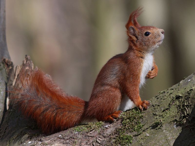 обыкновенная белка, белка, sciurus vulgaris, red squirrel, squirrel, парк имени макса ашманна Клянусь, я орешки не елаphoto preview