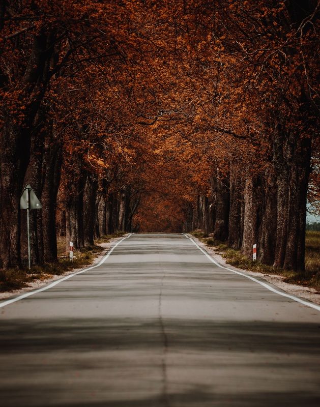 польша, poland, деревья, лес Дорога в Польшеphoto preview