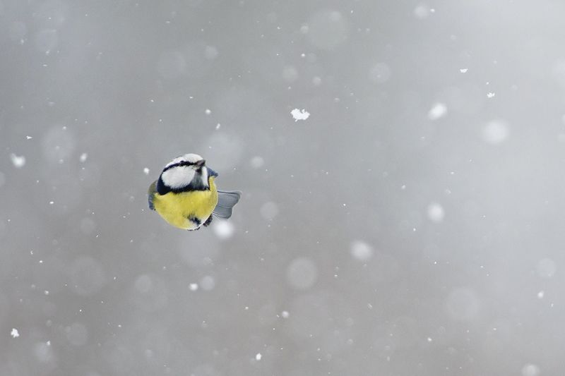 Снегурочкаphoto preview