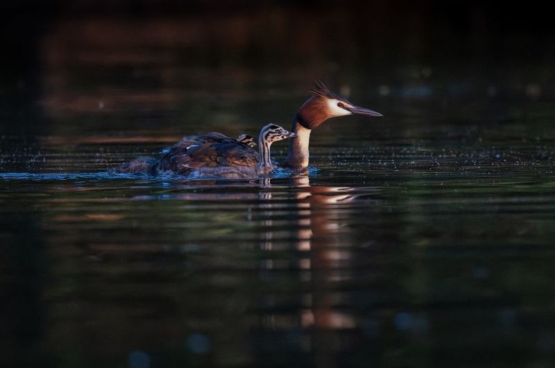 чомга, поганка, озеро, вечер, птица, птенец Перед сномphoto preview