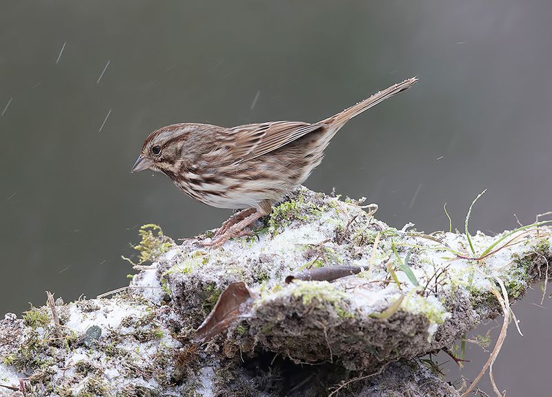 белоголовая зонотрихия, white-crowned sparrow, sparrow, cнег, птицы на снегу, зима White-Crowned Sparrow -  Белоголовая зонотрихияphoto preview