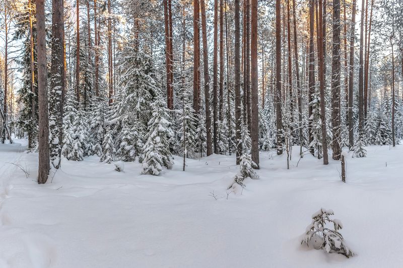 Хвойный лес.photo preview