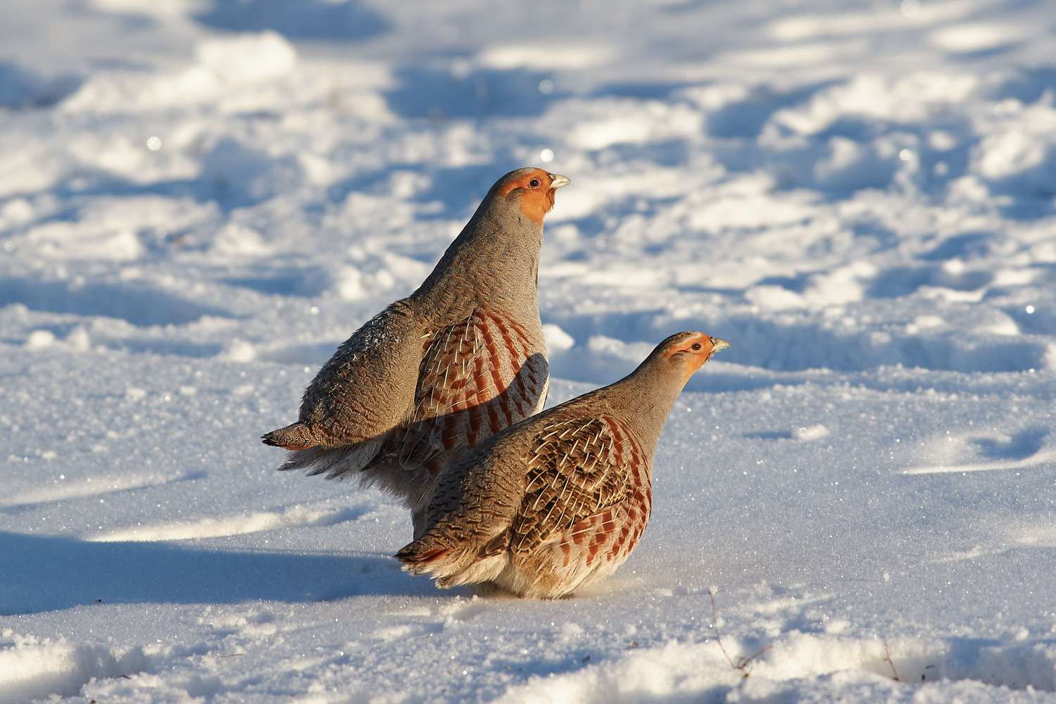 volgograd, russia, wildlife, bird, birds, birdswatching, Perdix perdix,, Сторчилов Павел