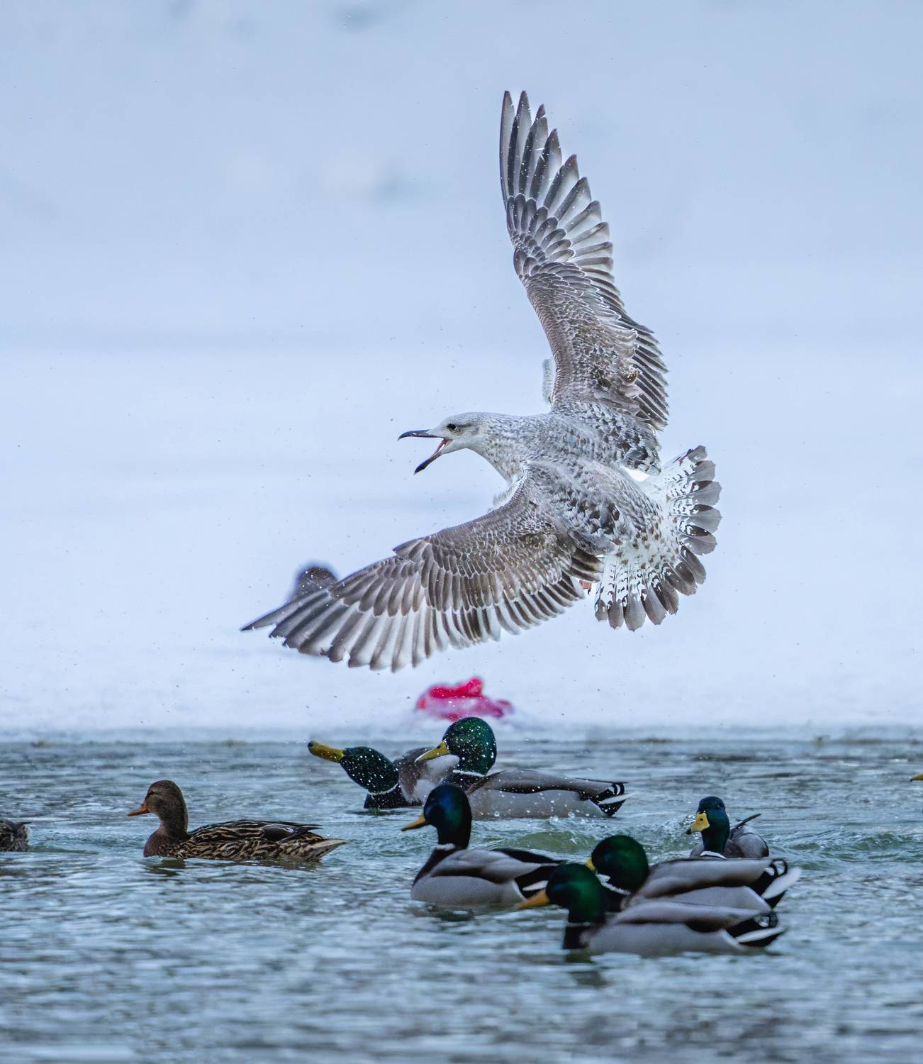 Аз есмь ОрелЪ. Автор: Дэм Константин , Дэм Константин