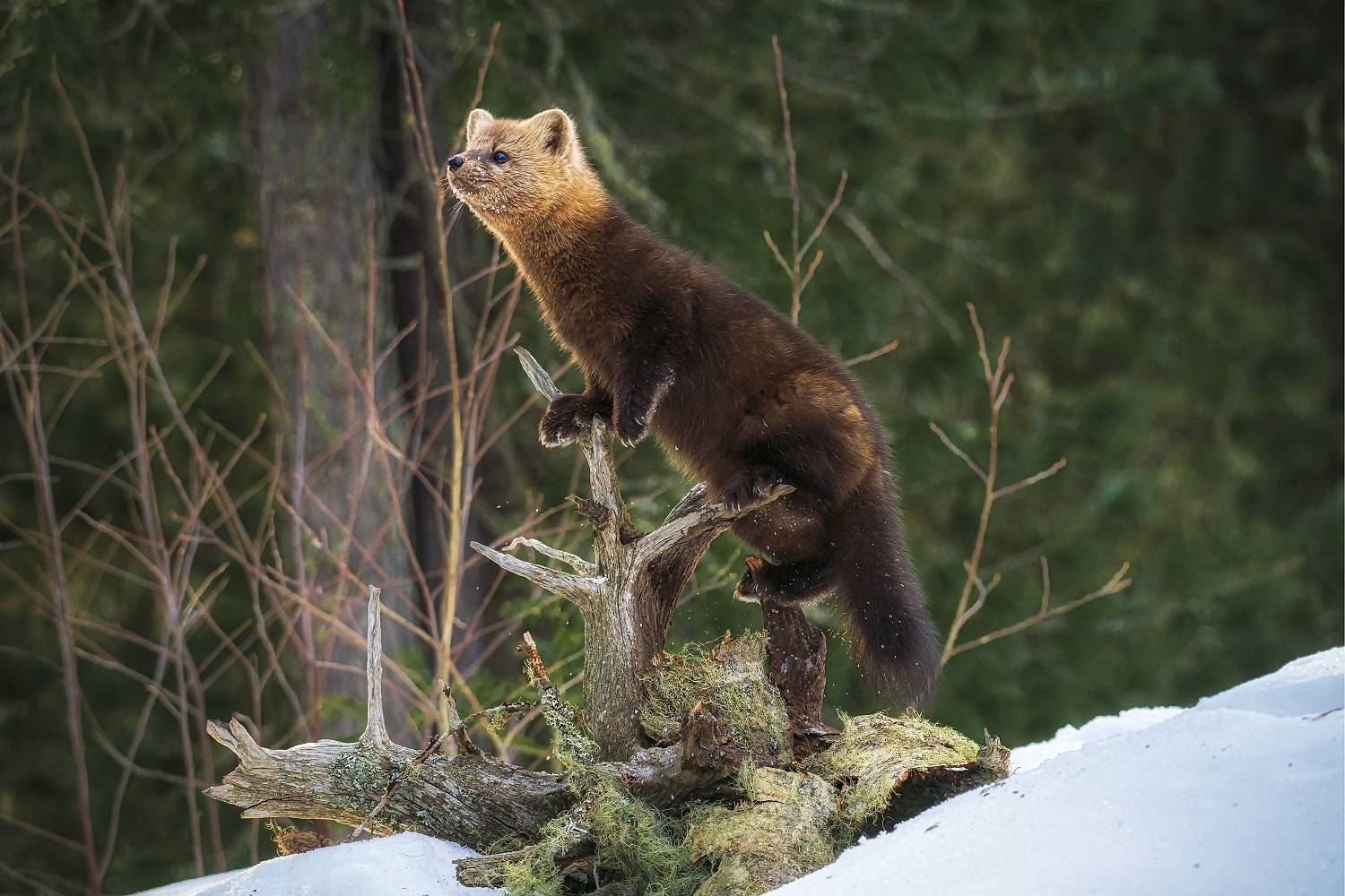Вперед смотрящий. Автор: Анатолич , Анатолич
