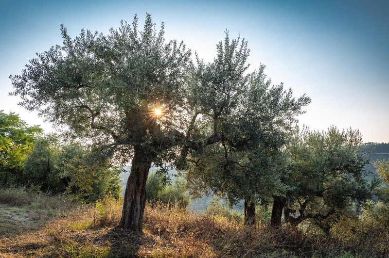 Утро в оливковой рощеphoto preview