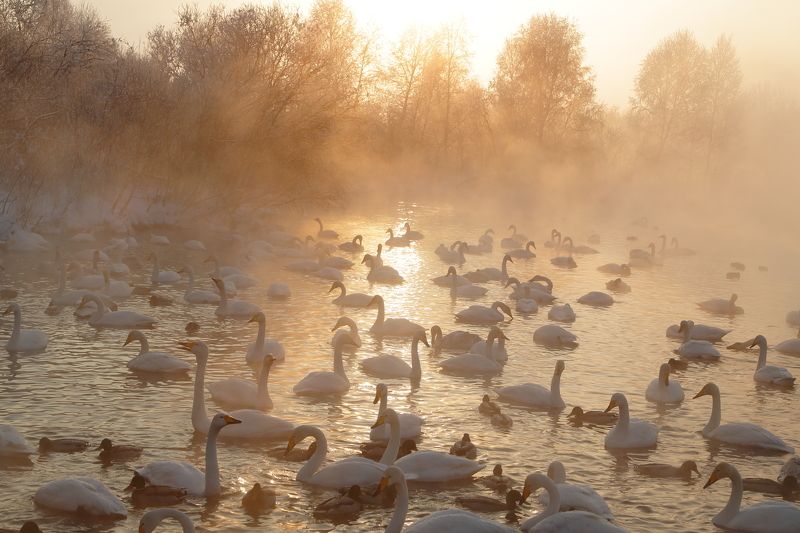 Морозное утро фото превью