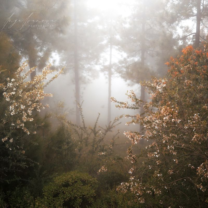 Теневые танцы листьевphoto preview