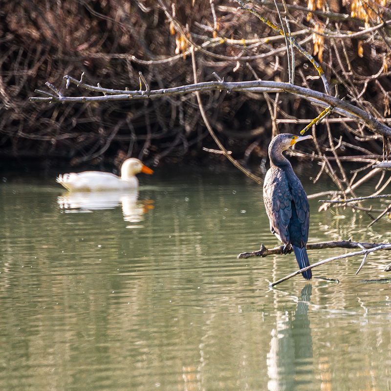 баклан, утка Двое по одиночку фото превью
