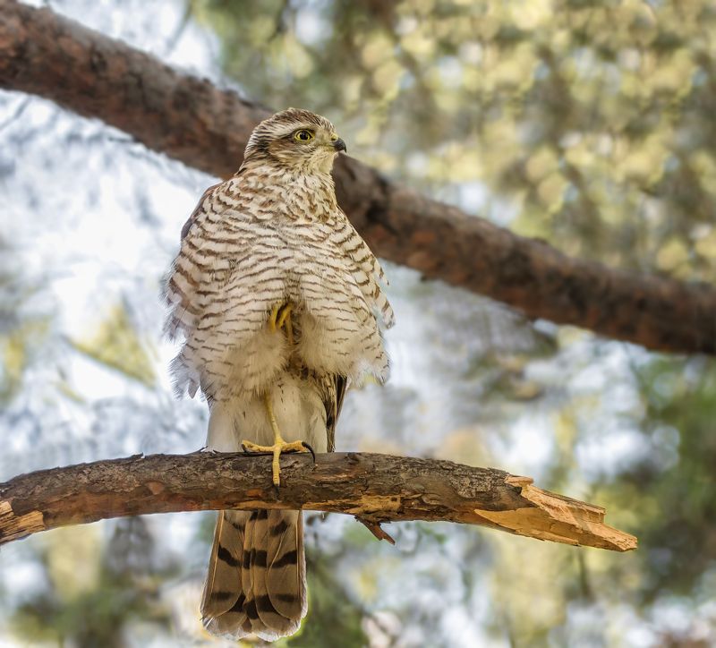 птица, ястреб перепелятник, лес, Ястребок.photo preview