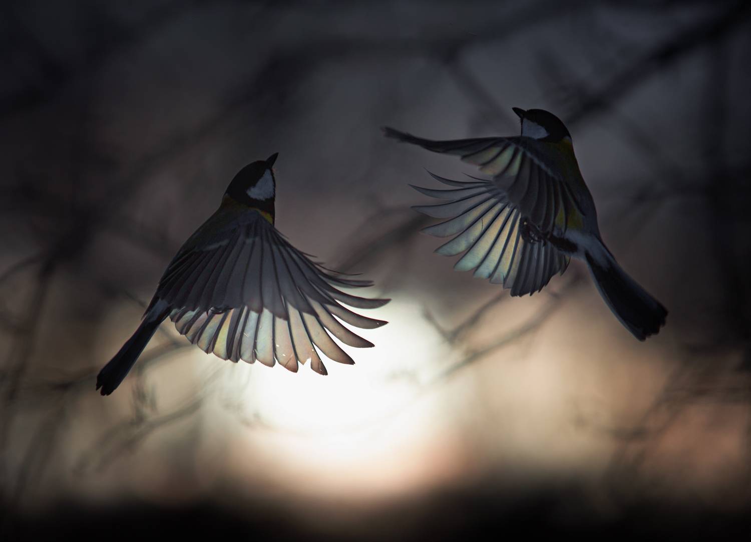 лес, свет, вечер, природа, синица, птицы, Баранов Олег