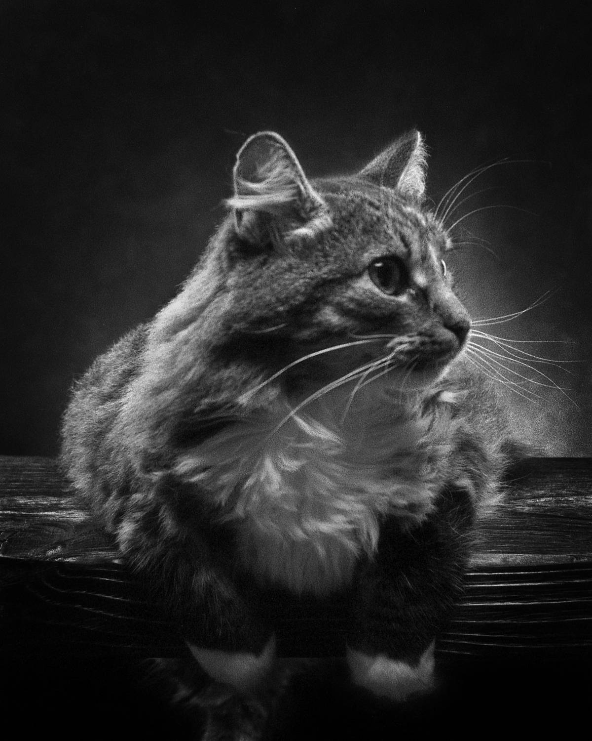 , Сизов Кирилл