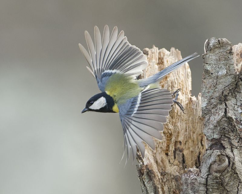 Большой взлетаетphoto preview