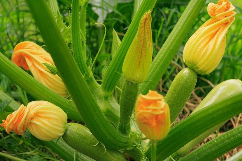 #nature #flora #flowers #plant #beautifull #природа #растения #кабачок #макро #цветы Жил был кабачокphoto preview