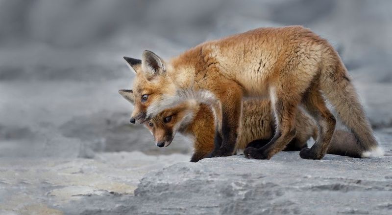 Интересphoto preview