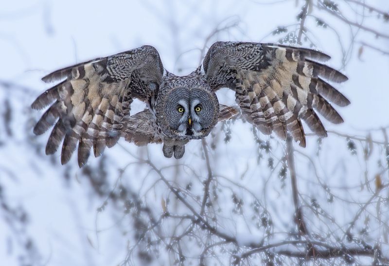 сова,бородатая неясыть,зима,пасмурно,полёт Иду на вы!photo preview