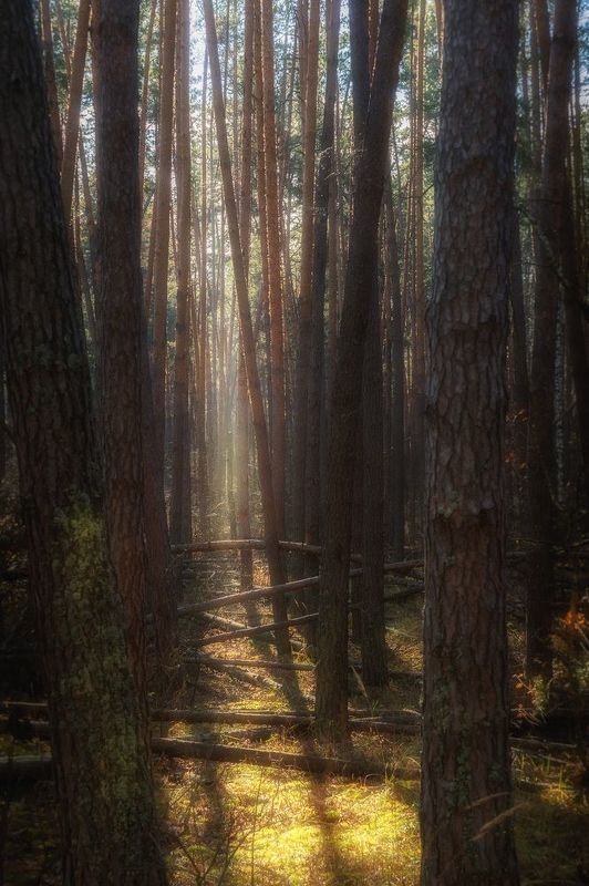 воронеж, лес, сосны, шишкин, утровсосновомлесу, воронежскийзаповедник Луч солнца золотого...photo preview