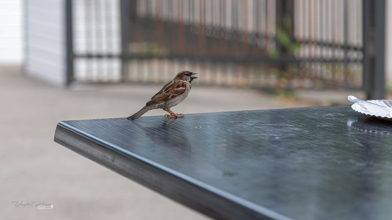 попрошайка, птица, стол, Зеленоградск, Россия, фотография, животное, пернатый, улица, день, Свирин Вадим, beggar, bird, table, Zelenogradsk, Russia, photography, animal, feathered, street, day, Vadim Svirin Попрошайка.photo preview