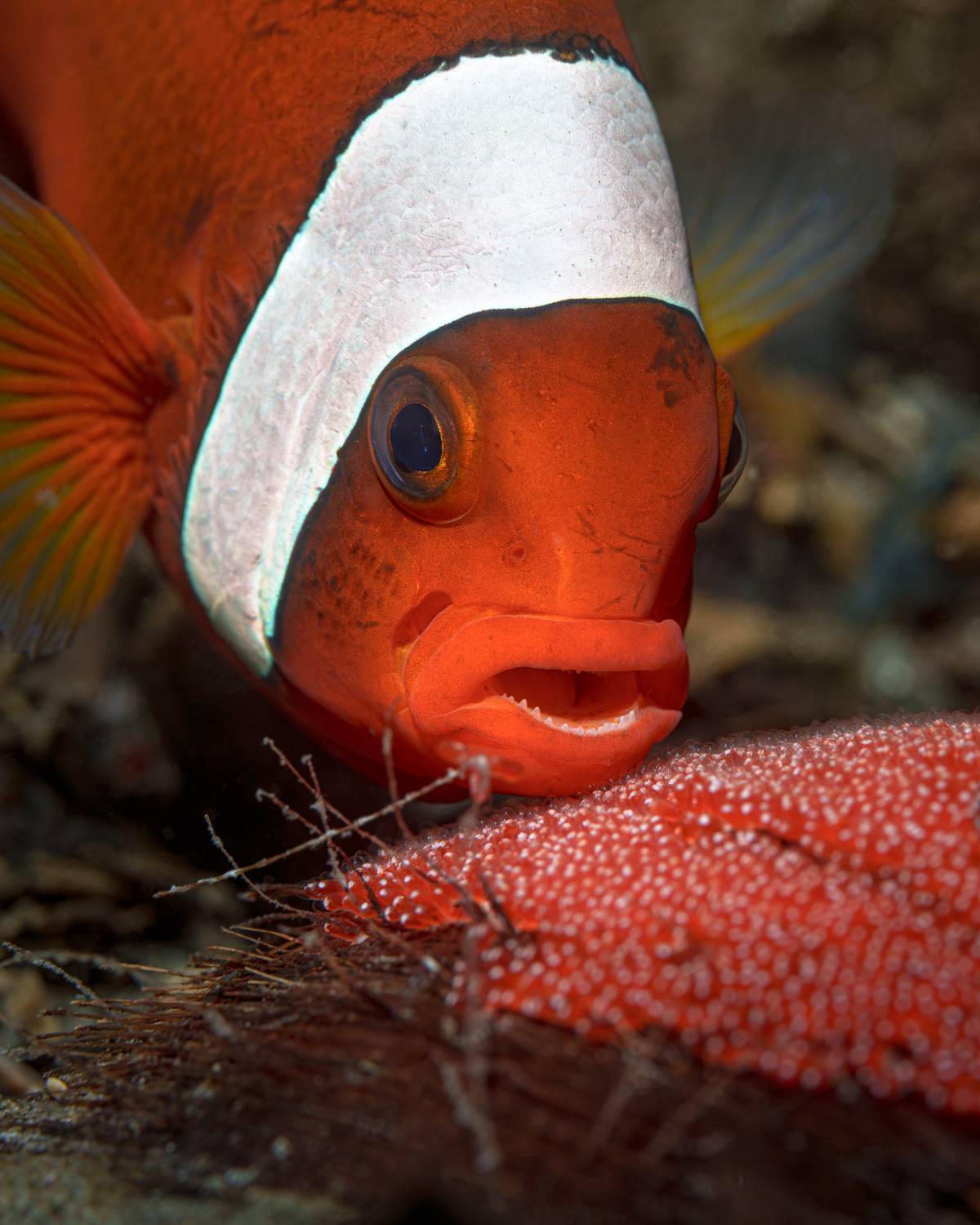 , Савин Андрей