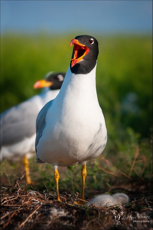 черноголовый, хохотун Черноголовый хохотун фото превью