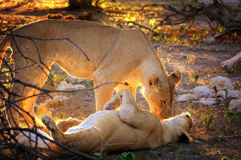 Wake up, honeyphoto preview