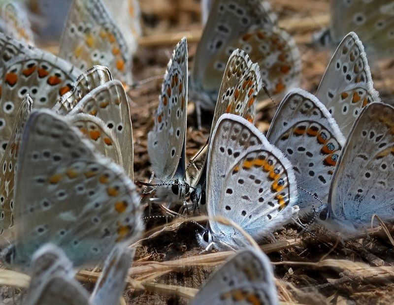 Голубянкиphoto preview