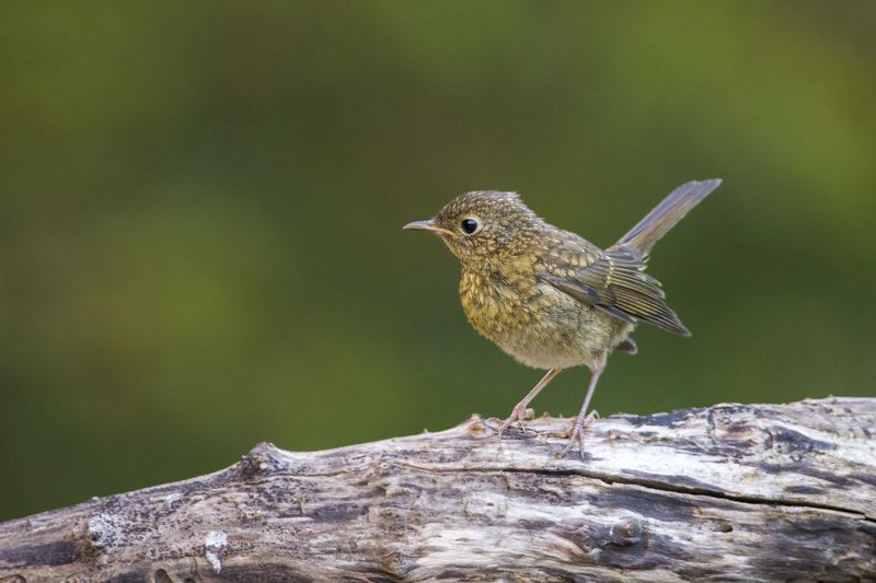 Молодой Робин фото превью
