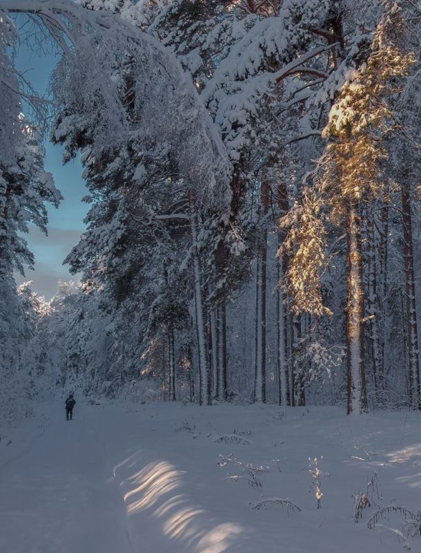 январь лес утро серково дорога Утроphoto preview