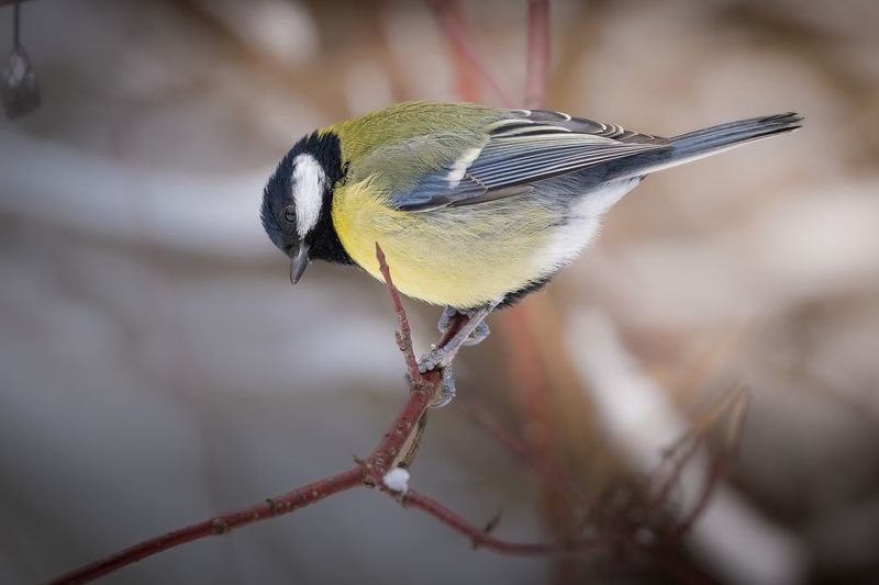 синица, птицы Синичкаphoto preview